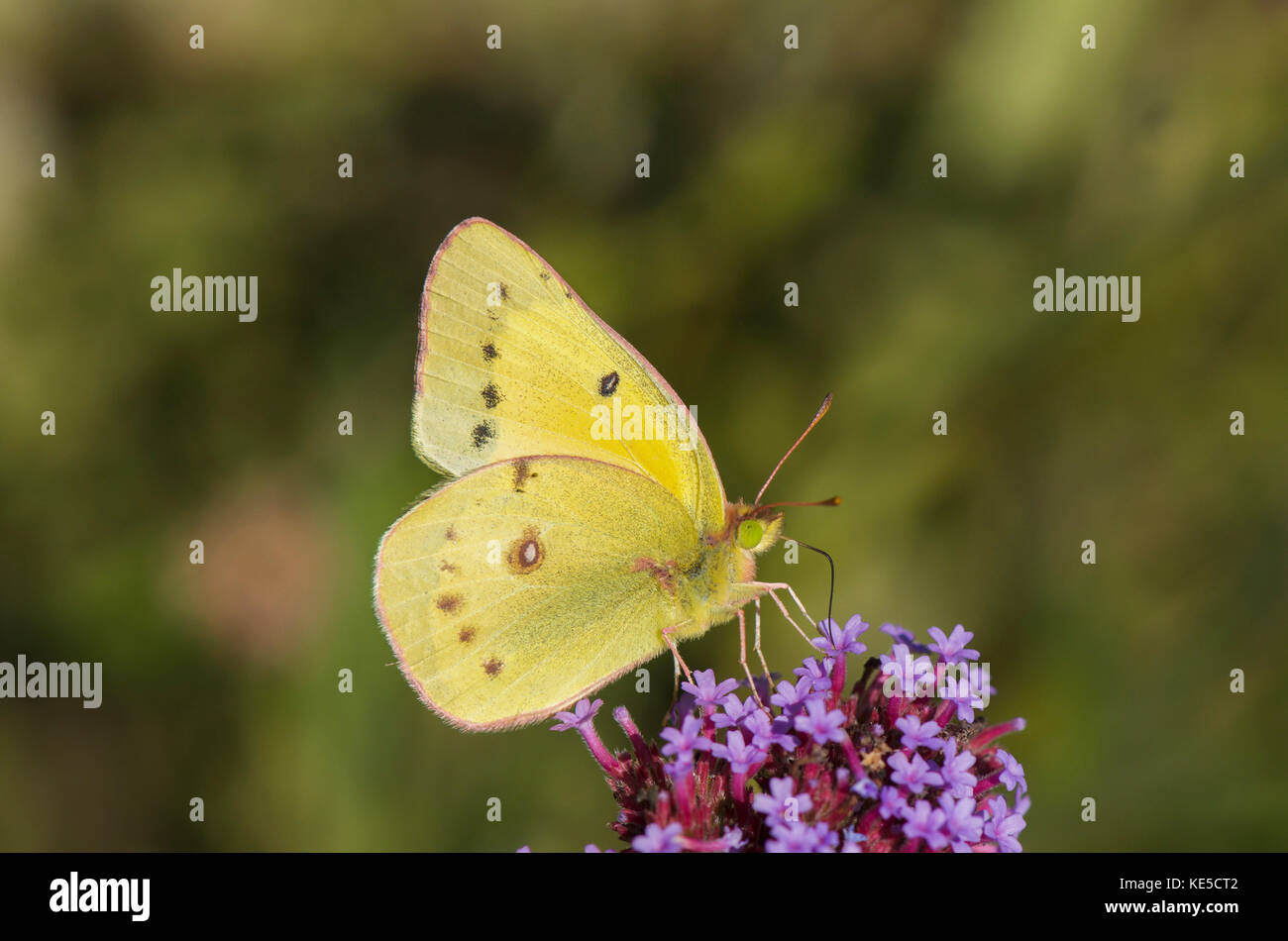 Getrübter Schwefel, Colias philodice, Schmetterling, nordamerikanische Schmetterling Fütterung im Garten, Pennsylvania, Vereinigte Staaten. Stockfoto