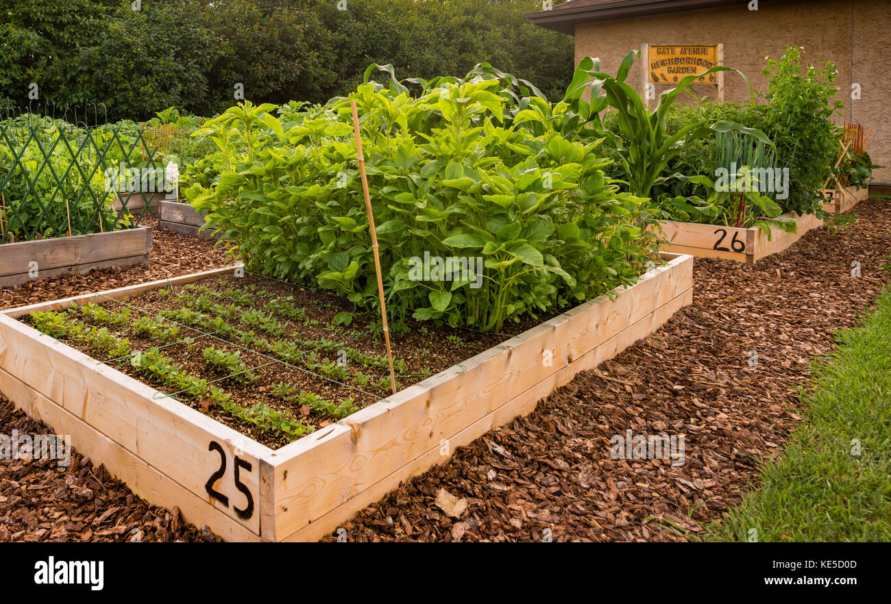 Ein gemeinschaftlicher Garten mit Hochbeeten in St. Albert, Alberta, Kanada Stockfoto