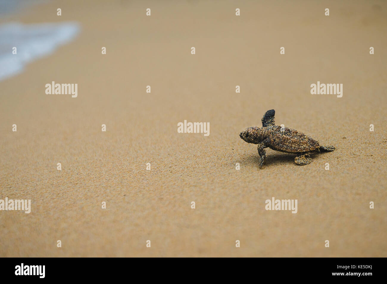 Ein Baby hawksbill Schildkröte macht seinen Weg in den Ozean nach dem Schlupf auf Mullins Strand auf der karibischen Insel Barbados. Stockfoto