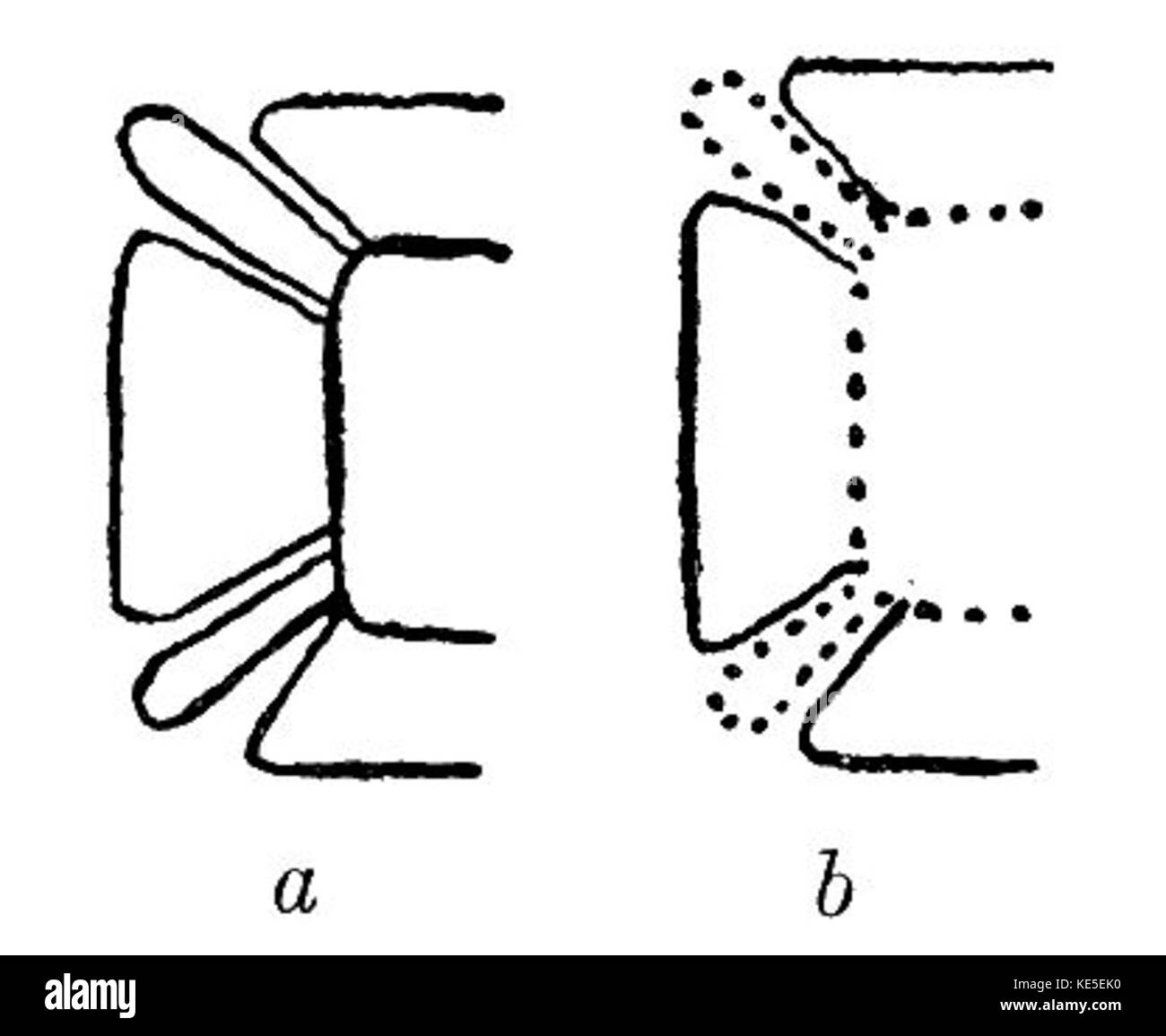 Maya-Hieroglyphen, Abbildung 7, stellen ein Beispiel für das Schriftsystem dar, das von der alten Maya-Zivilisation verwendet wurde. Diese Hieroglyphen waren entscheidend für die Aufzeichnung historischer Ereignisse, Rituale und sozialer Informationen in der Maya-Kultur. Stockfoto