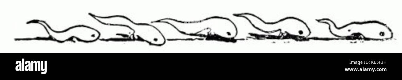 Schwimmen Kaulquappen Stockfoto