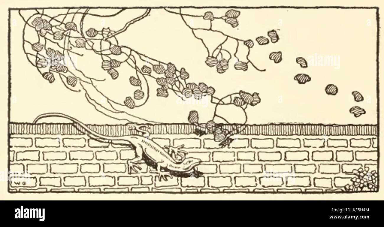 Vintage Eidechse Zeichnung Stockfoto