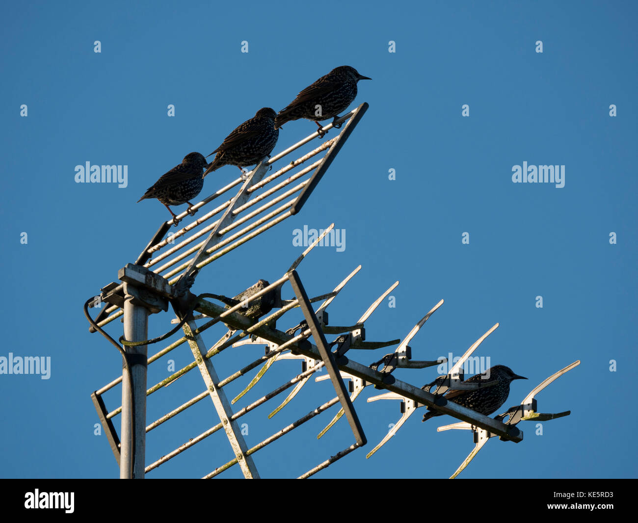 Vögel auf Antenne Stockfoto
