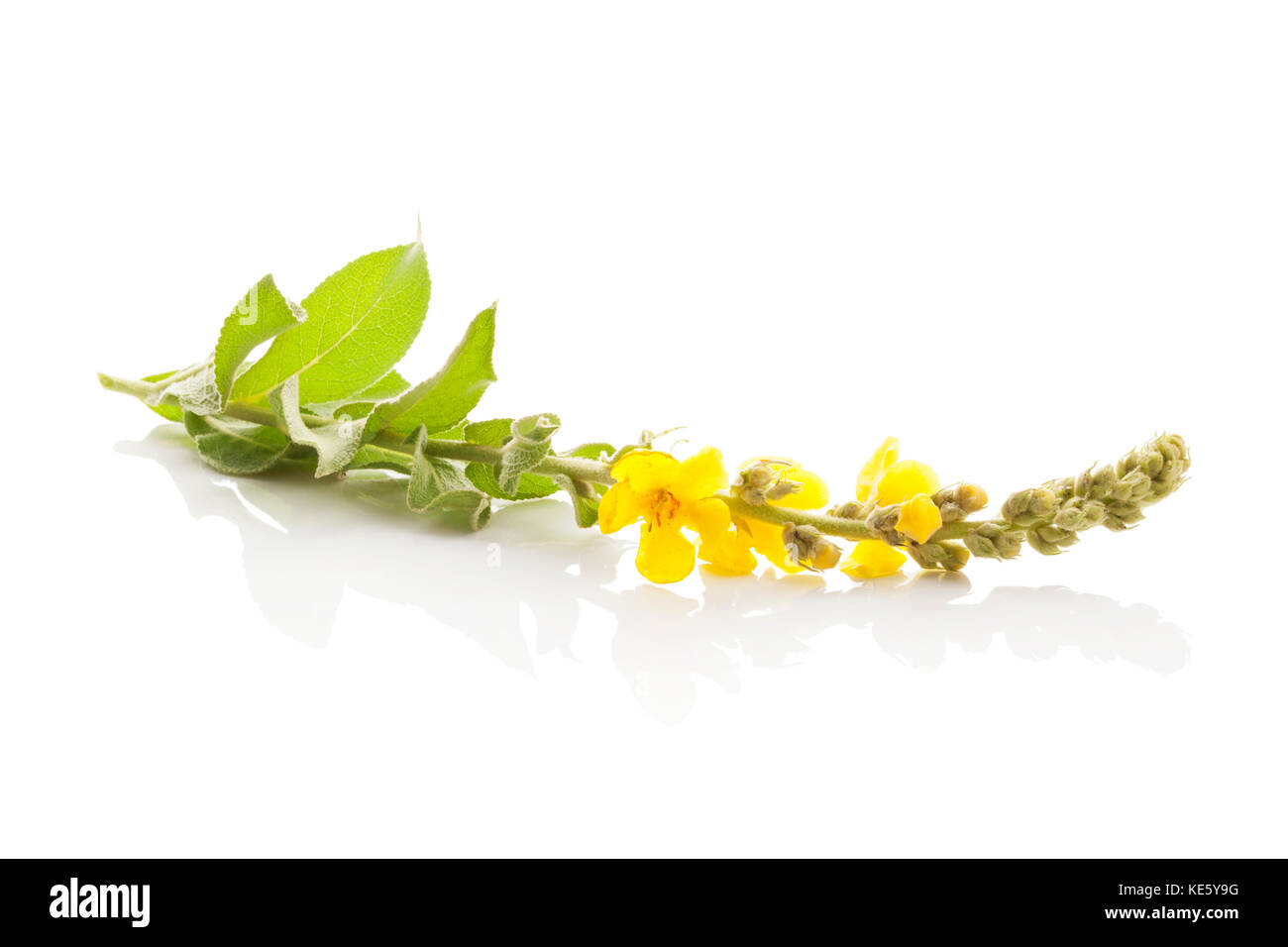 Molène, gemeinsame Königskerze Blume auf weißem Hintergrund. Heilpflanze, alternative Medizin. Stockfoto