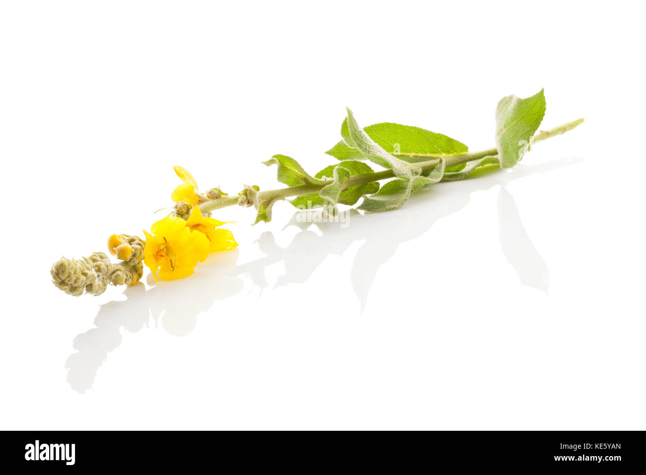 Molène, gemeinsame Königskerze Blume auf weißem Hintergrund. Heilpflanze, alternative Medizin. Stockfoto