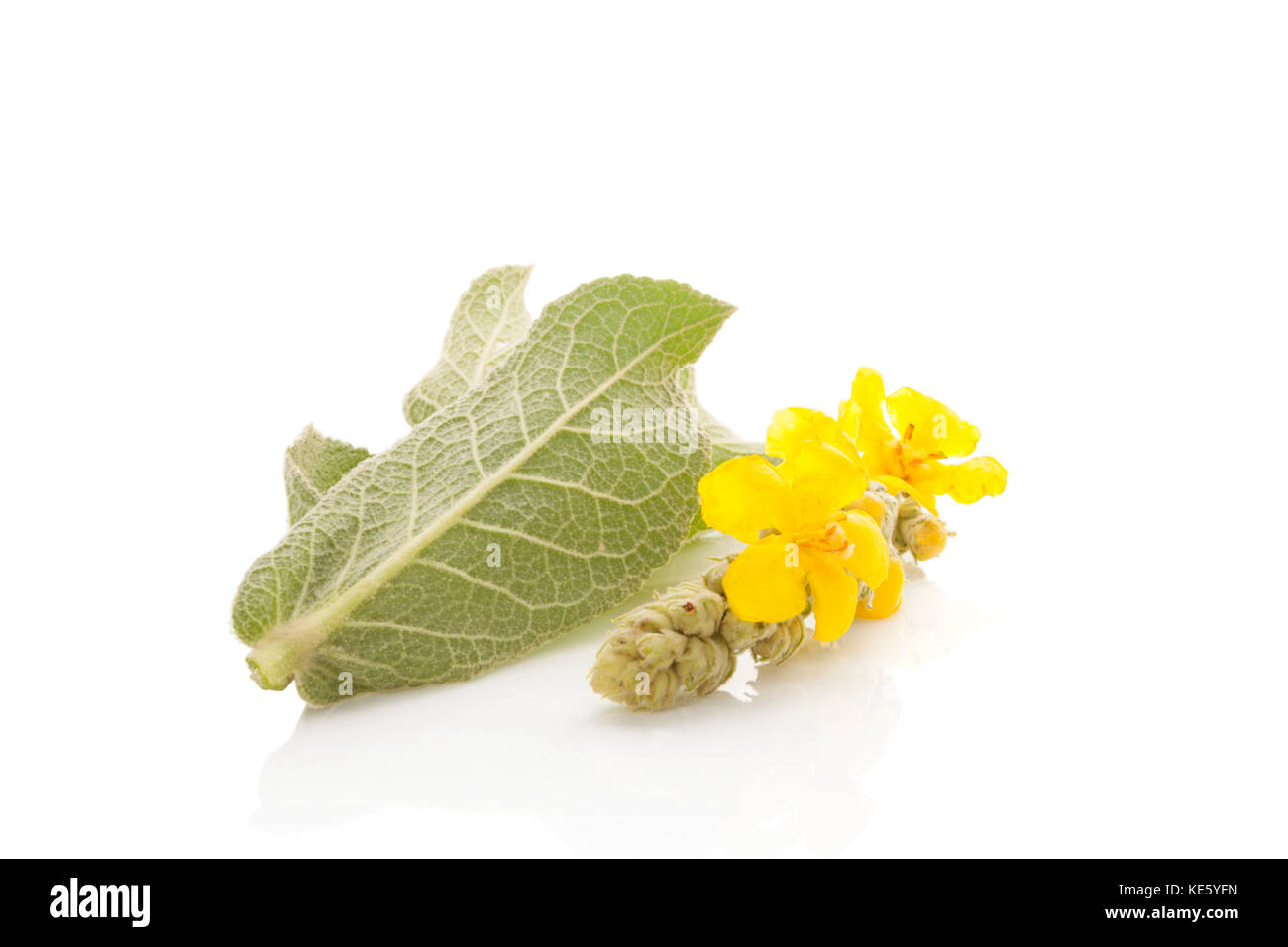 Molène, gemeinsame Königskerze Blume auf weißem Hintergrund. Heilpflanze, alternative Medizin. Stockfoto