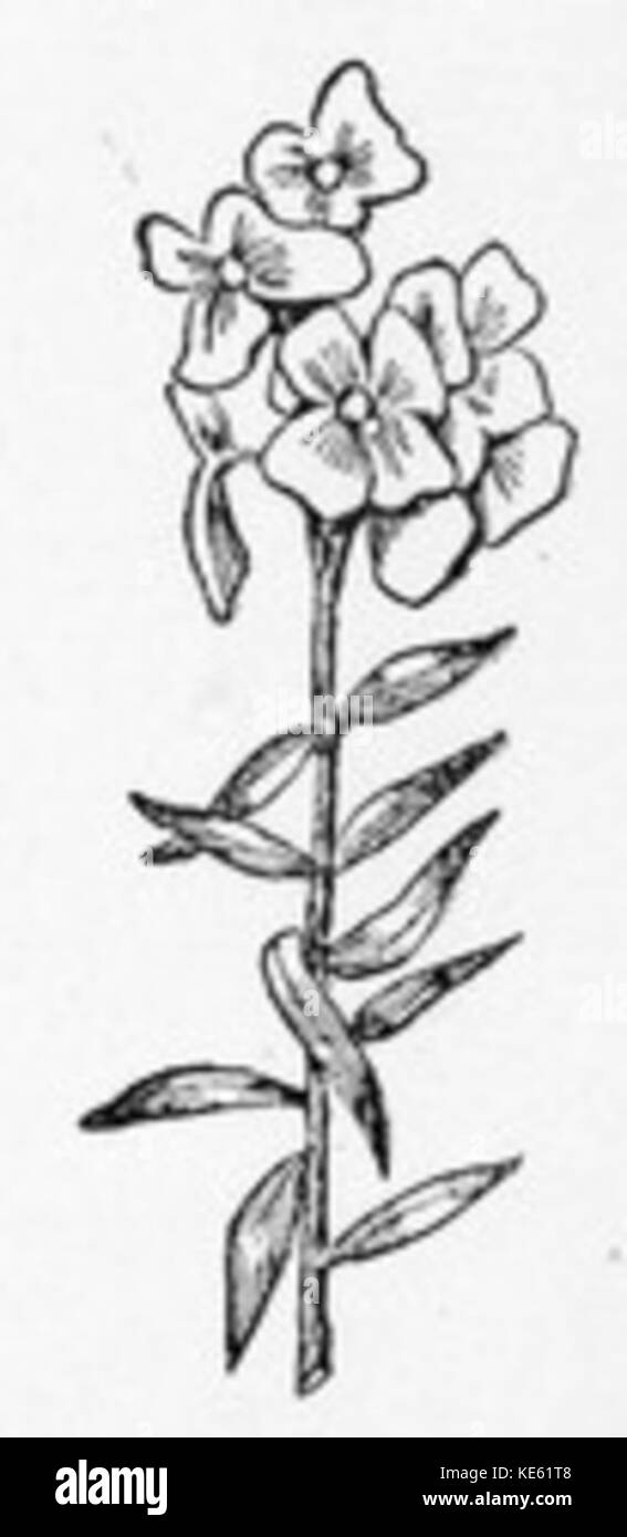 Tall Flower Zeichnung Stockfoto