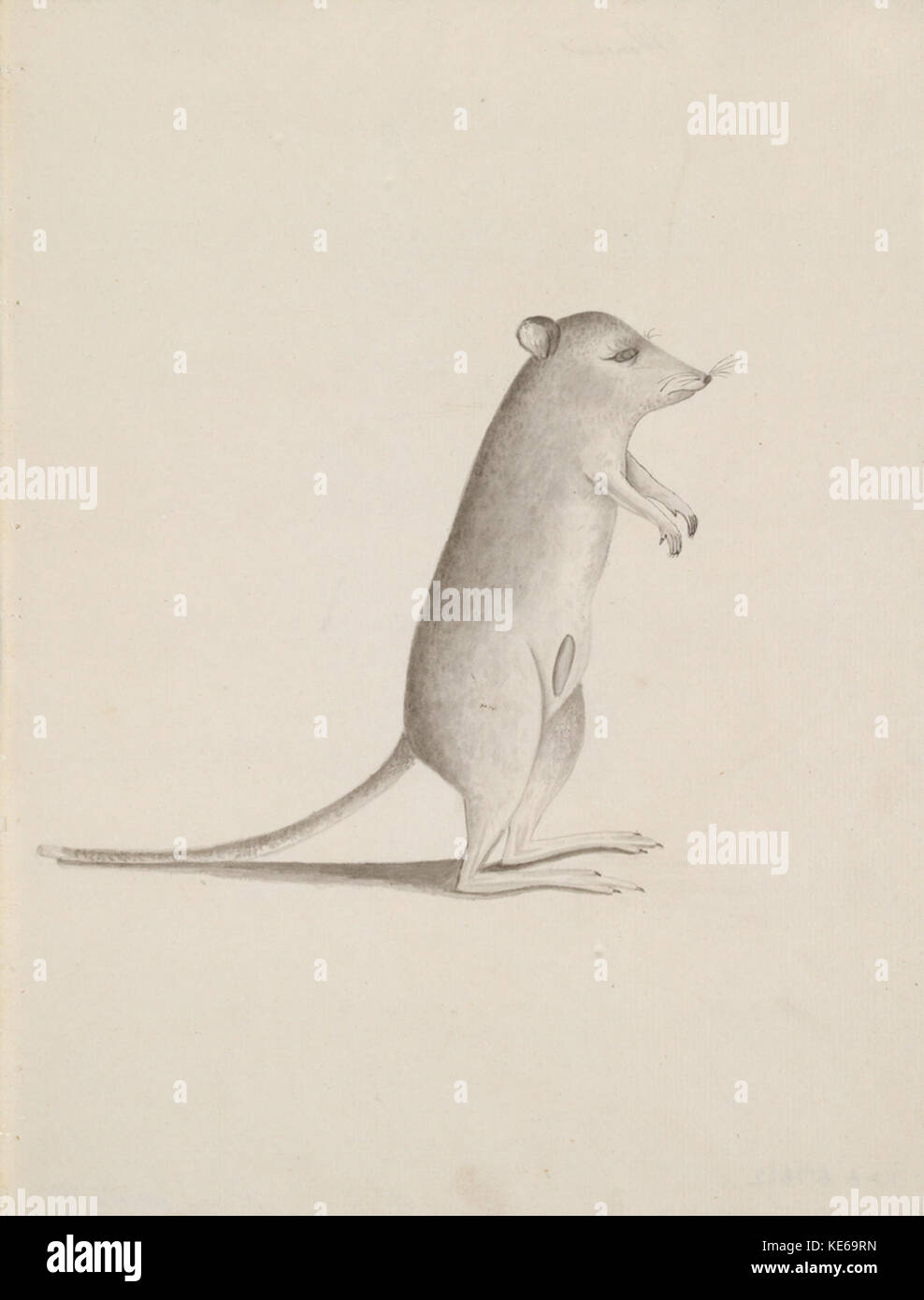 480136 Posten 02 Wervia potoroo 1797 Stockfoto