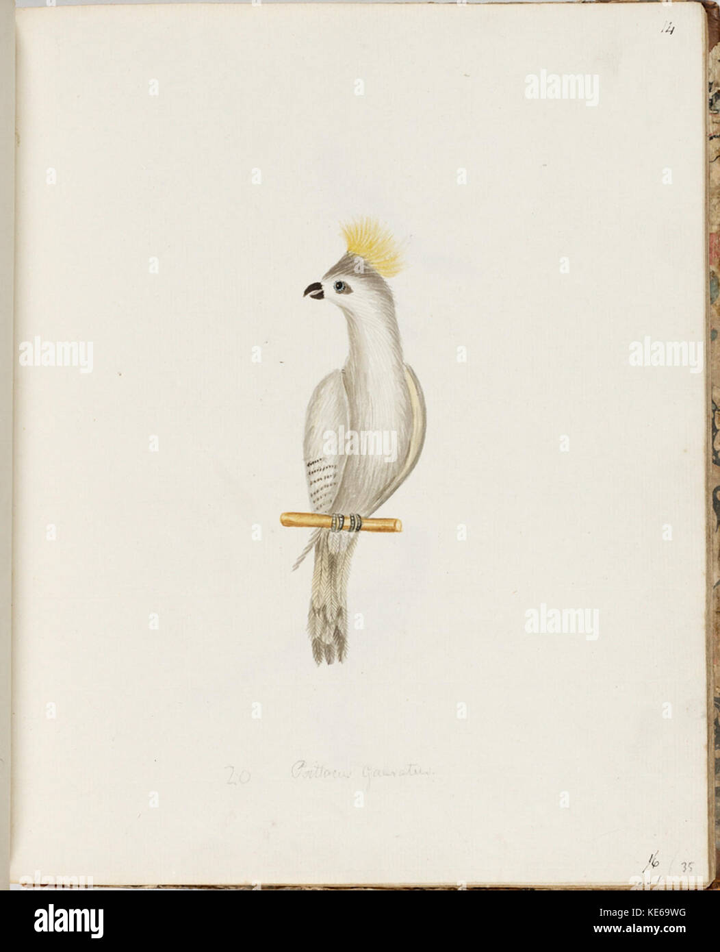 479438 Garaway weiß Cocatoa Stockfoto