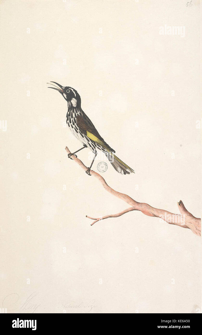 Der Gelbflügel-Honeyeater (Meliornis novaehollandiae) ist eine Vogelart, die in Australien vorkommt. Bekannt für seine charakteristischen gelben Flügelmarkierungen, bewohnt er Wälder und Wälder, wo er sich von Nektar und Insekten ernährt. Stockfoto