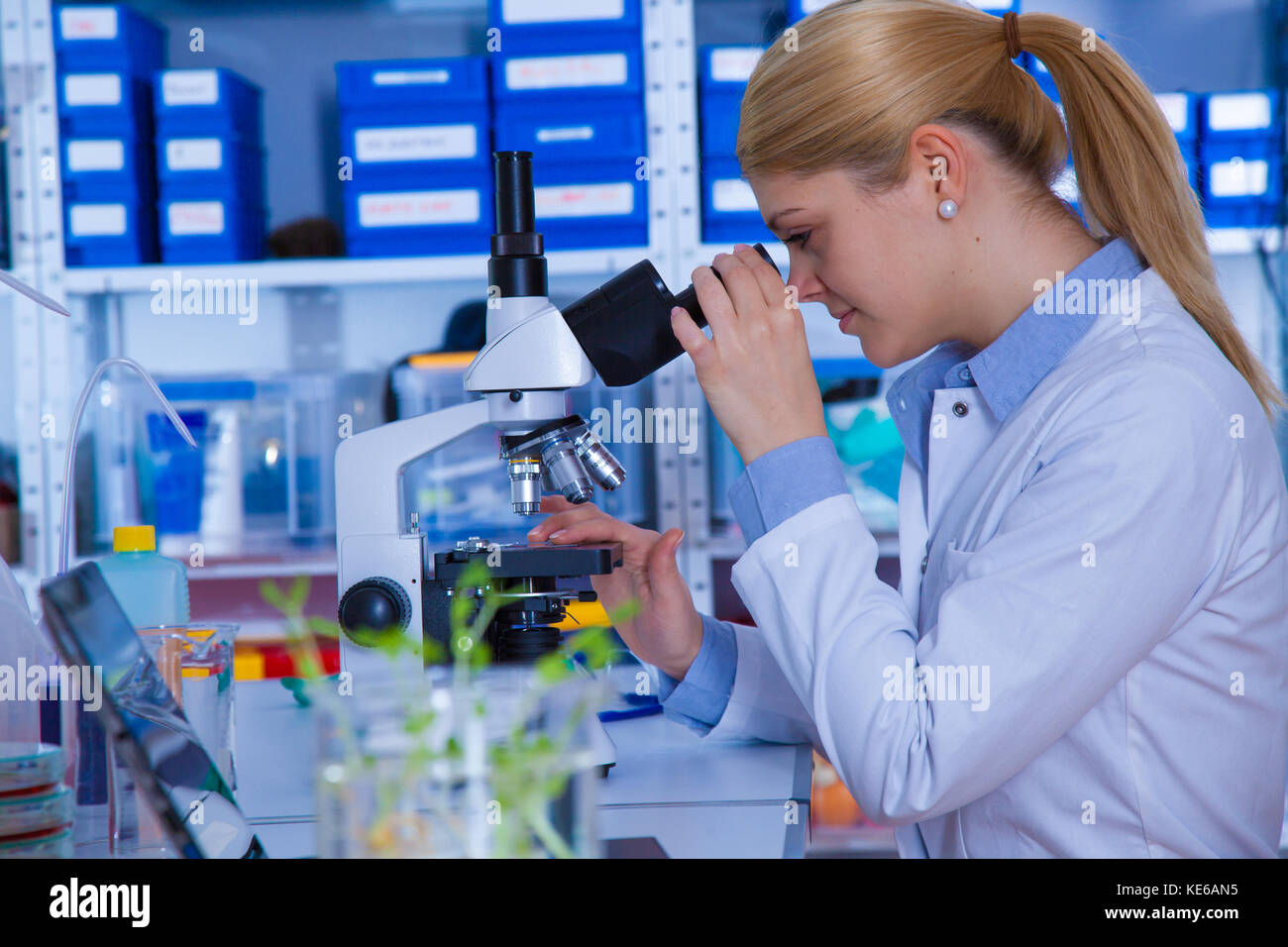 Experimentieren Sie mit gentechnisch veränderten Pflanzen. Junge Frau Laboratory Assistant im Labor der Pflanzengenetik GVO Stockfoto