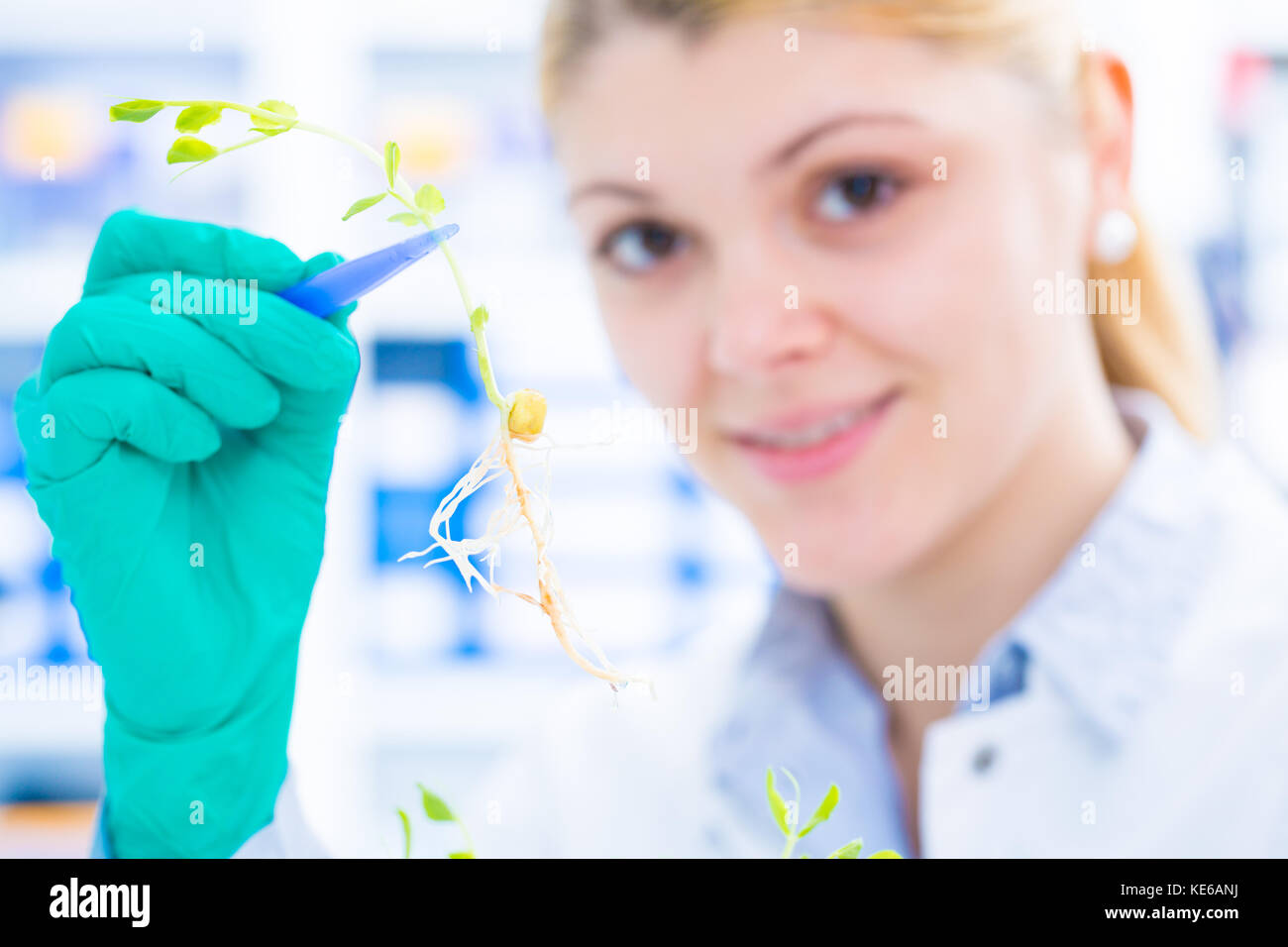 Experimentieren Sie mit gentechnisch veränderten Pflanzen. Junge Frau Laboratory Assistant im Labor der Pflanzengenetik GVO Stockfoto