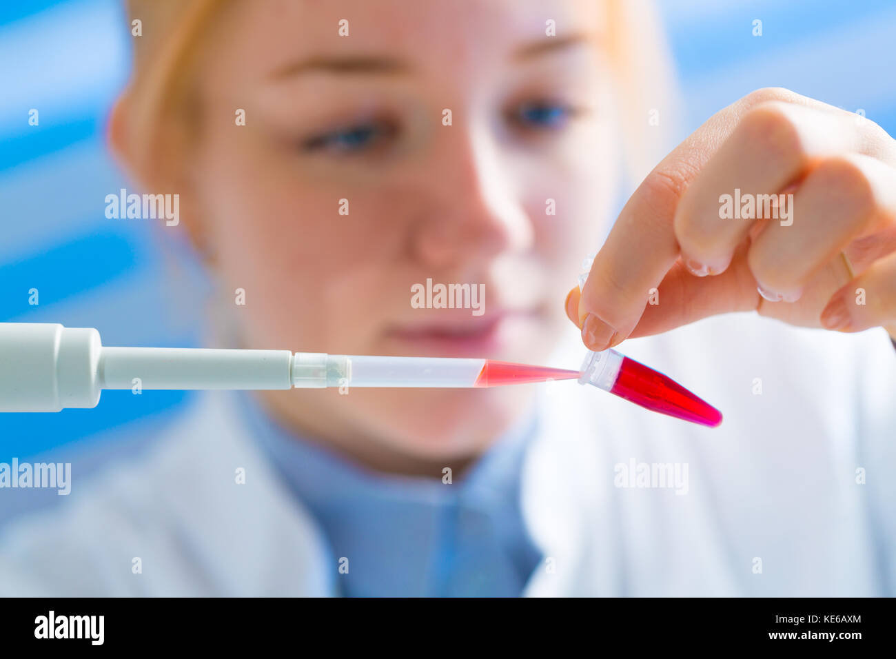 Laboratory Assistant im medizinischen Labor eine mikrobiologische Analyse des Blutes. Mit einer Pipette und einem Reagenzglas im Labor Stockfoto
