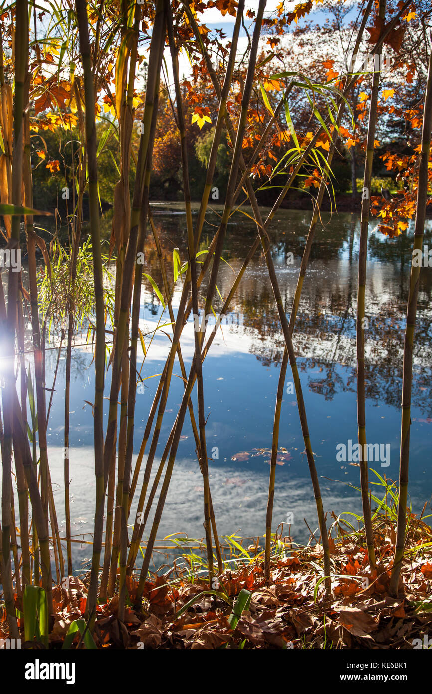 Bamboo pond japanese Fotos und Bildmaterial in hoher Auflösung Alamy