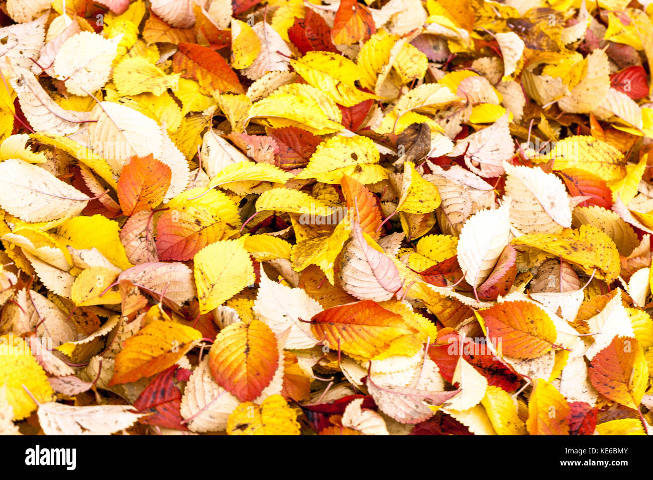 Herbst gefallene Blätter auf dem Boden Kirschbaum Prunus hilieri Spire Stockfoto