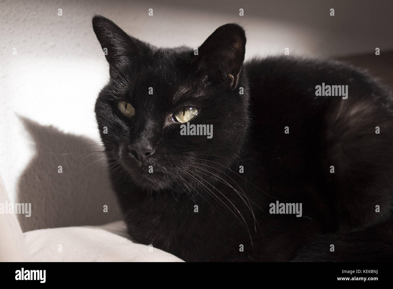 Schwarze Katze mit sichtbaren Klumpen Tumor auf der Lippe Stockfotografie Alamy