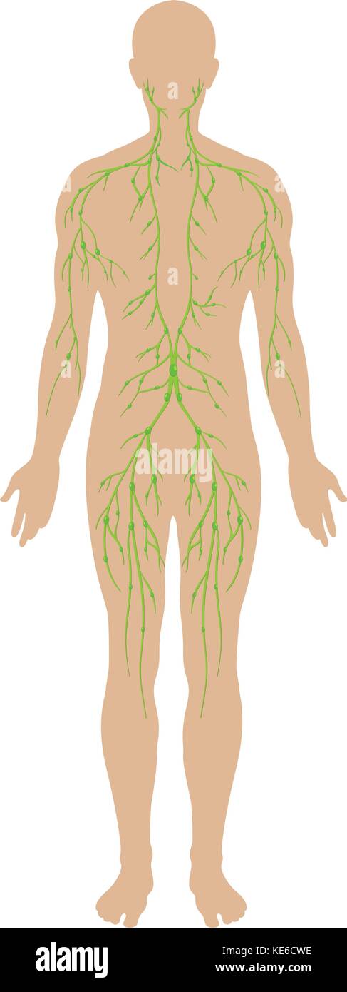 Lymphatische Diagramm in Menschen, Abbildung Stock Vektor