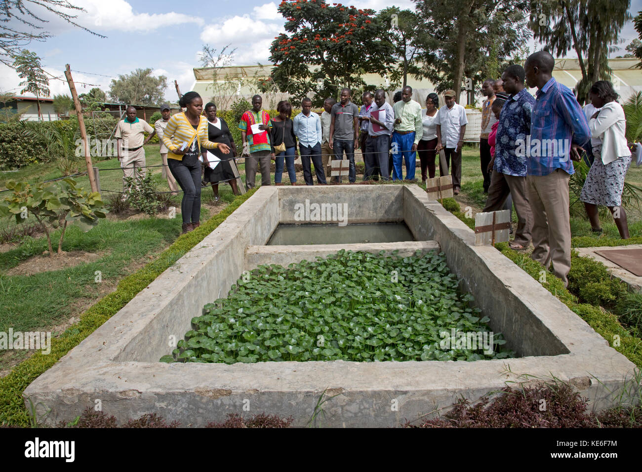 Afrikanische Lehrer lernen auf der Gartenbau-Blumenfarm Naivasha Kenia etwas über künstlich gebaute Feuchtgebiete Stockfoto