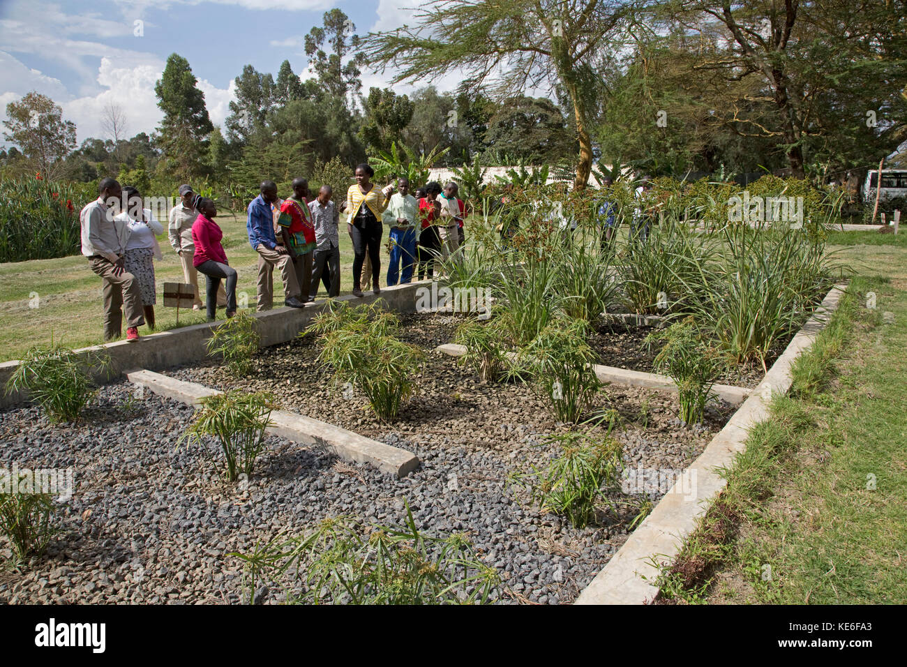 Afrikanische Lehrer beobachten künstlich gebautes Feuchtgebiet auf der Gartenbau Blumenfarm Naivasha Kenia Stockfoto