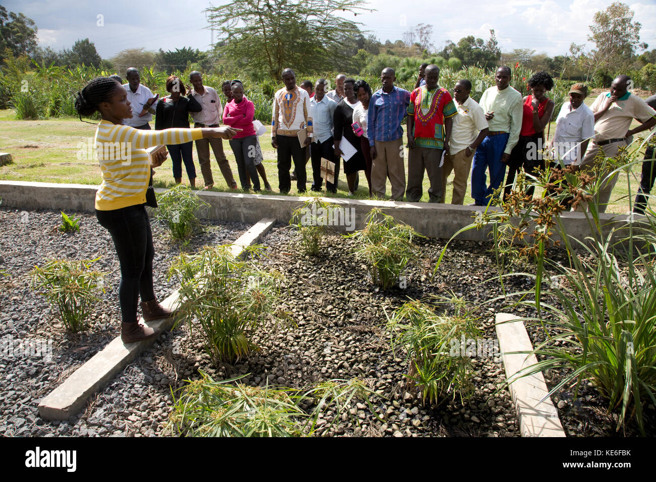 Lehrer, der afrikanische Lehrer bei der Besichtigung von künstlich gebauten Feuchtgebieten mit Kiesbett auf der Gartenbau-Blumenfarm Naivasha Kenia ausführt Stockfoto