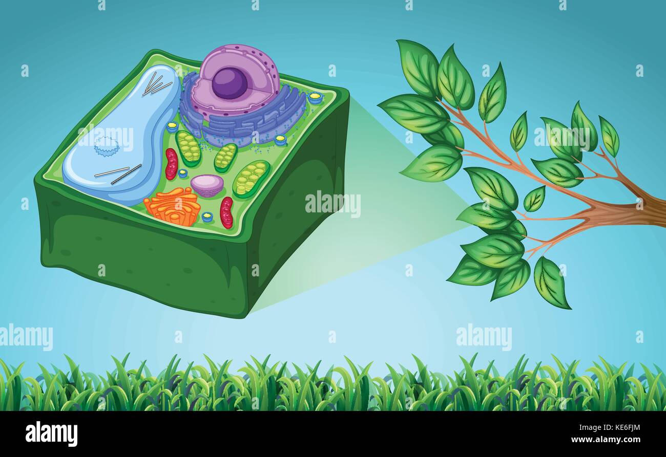 Pflanzenzelle und grünes Blatt Abbildung Stock Vektor