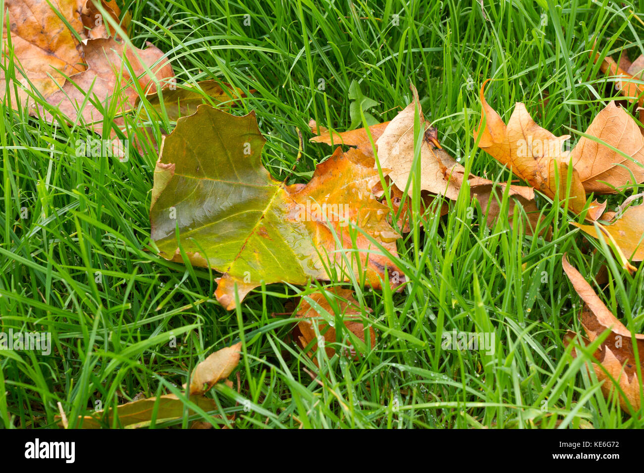 Nasse Blätter im Herbst auf Gras gefallen Stockfoto