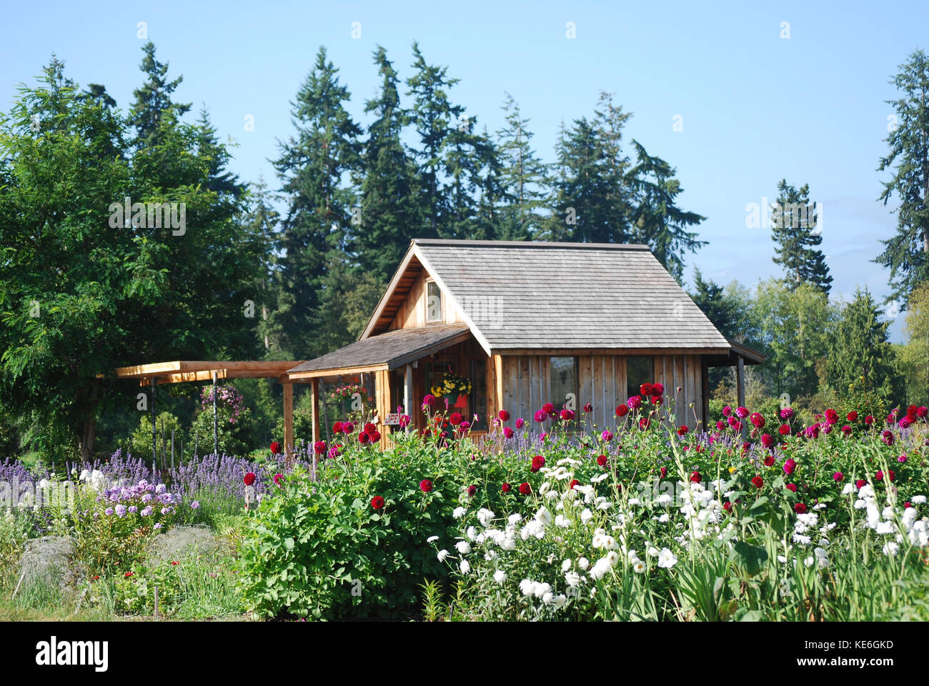 Blumenfarm Stockfoto