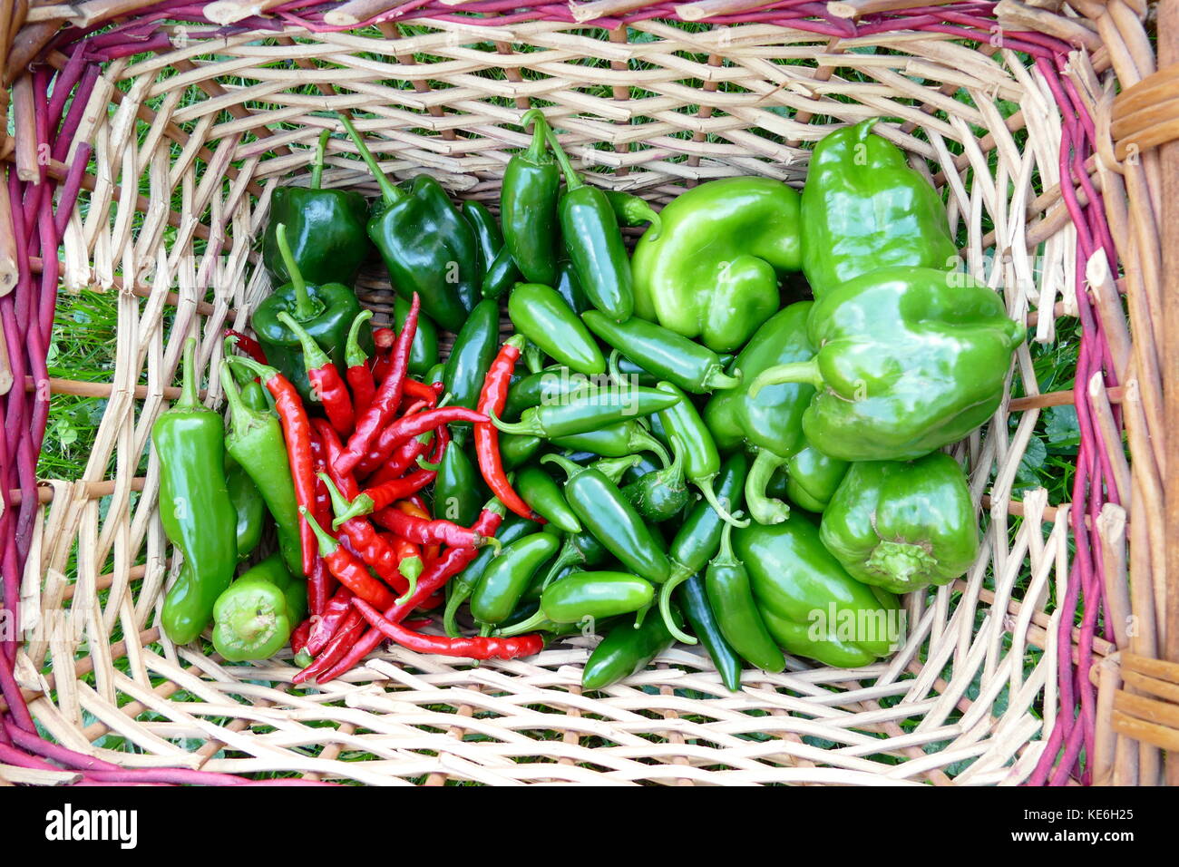 Sommergemüse aus dem Garten in Körben Stockfoto