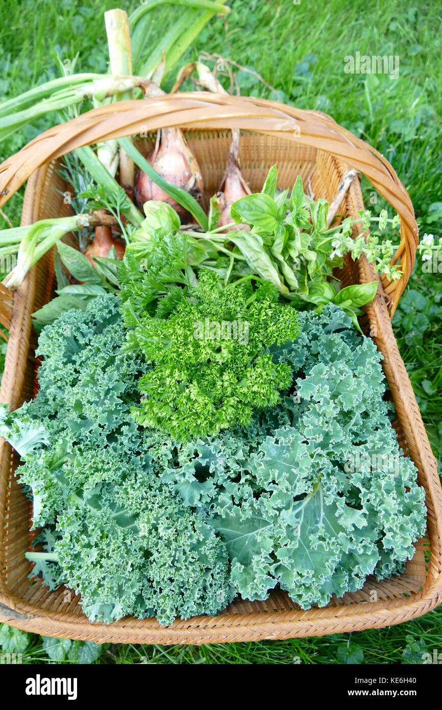 Sommer Gemüse aus dem Garten in Körben Stockfoto