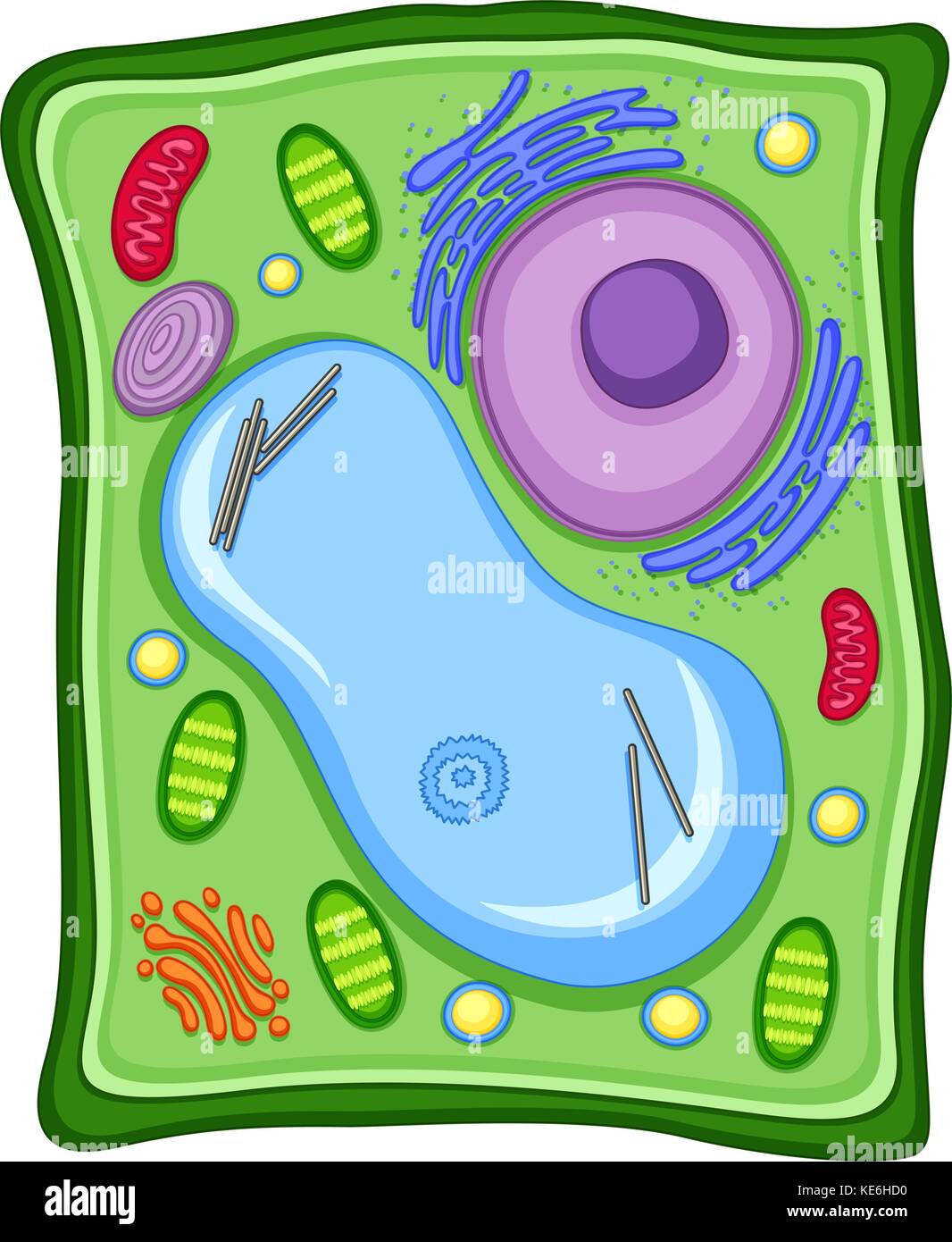 Pflanzenzelle mit Zellmembran Abbildung Stock Vektor