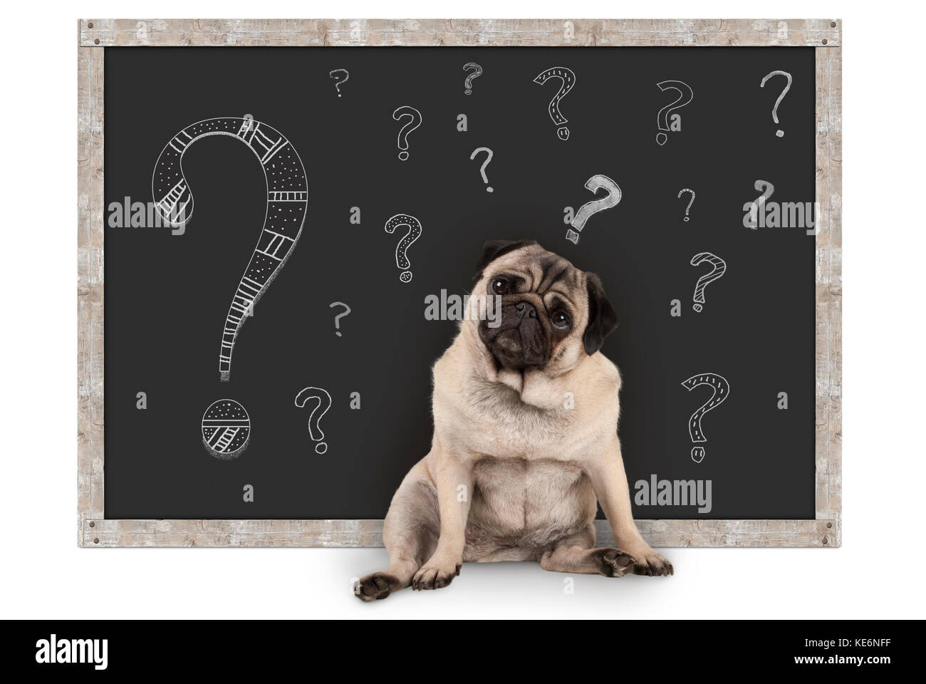 Cute smart Mops Welpen Hund vor der Tafel mit Kreide Fragezeichen, auf weißem Hintergrund Stockfoto