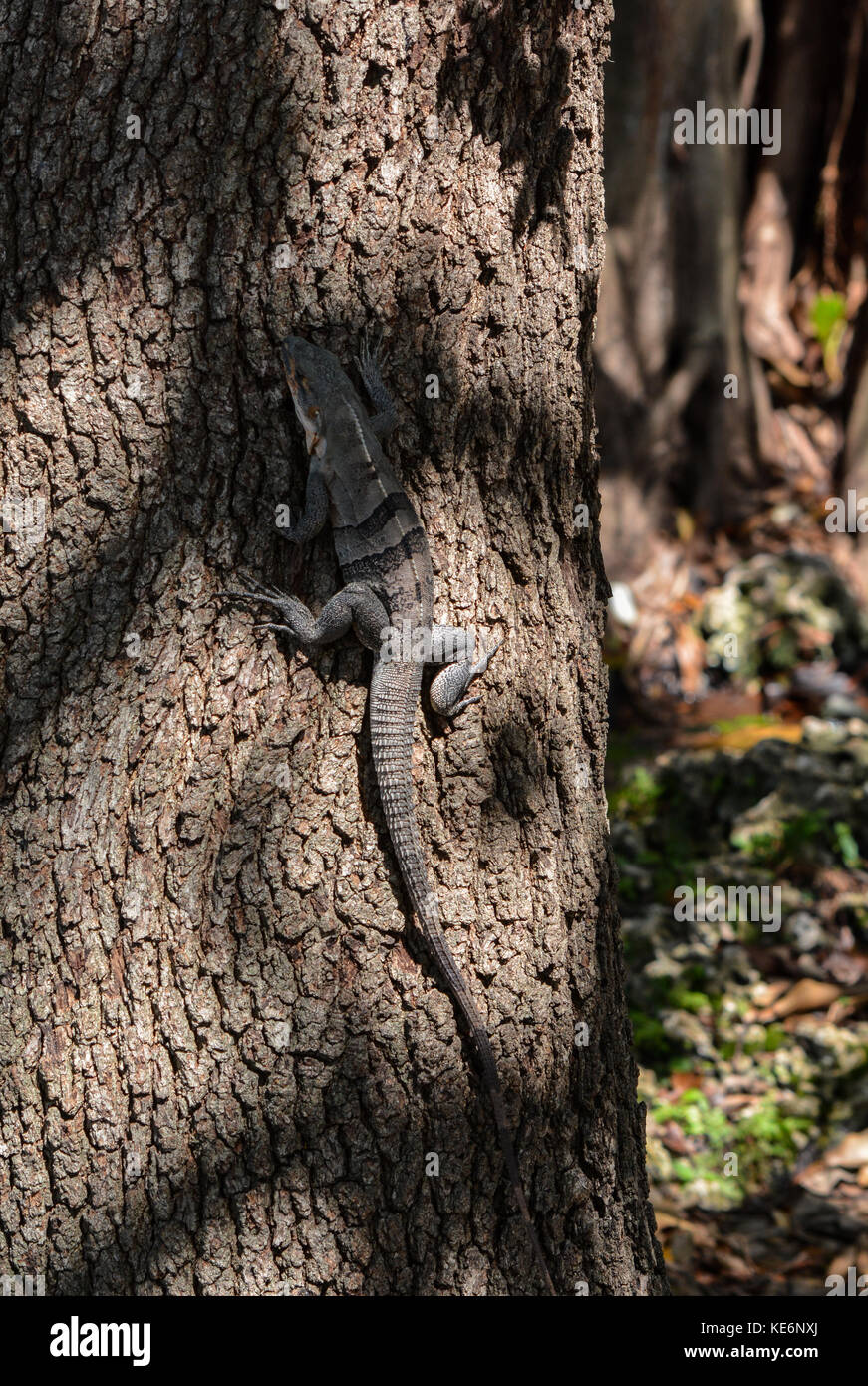 Amelia Earhart Park Tiere Stockfoto