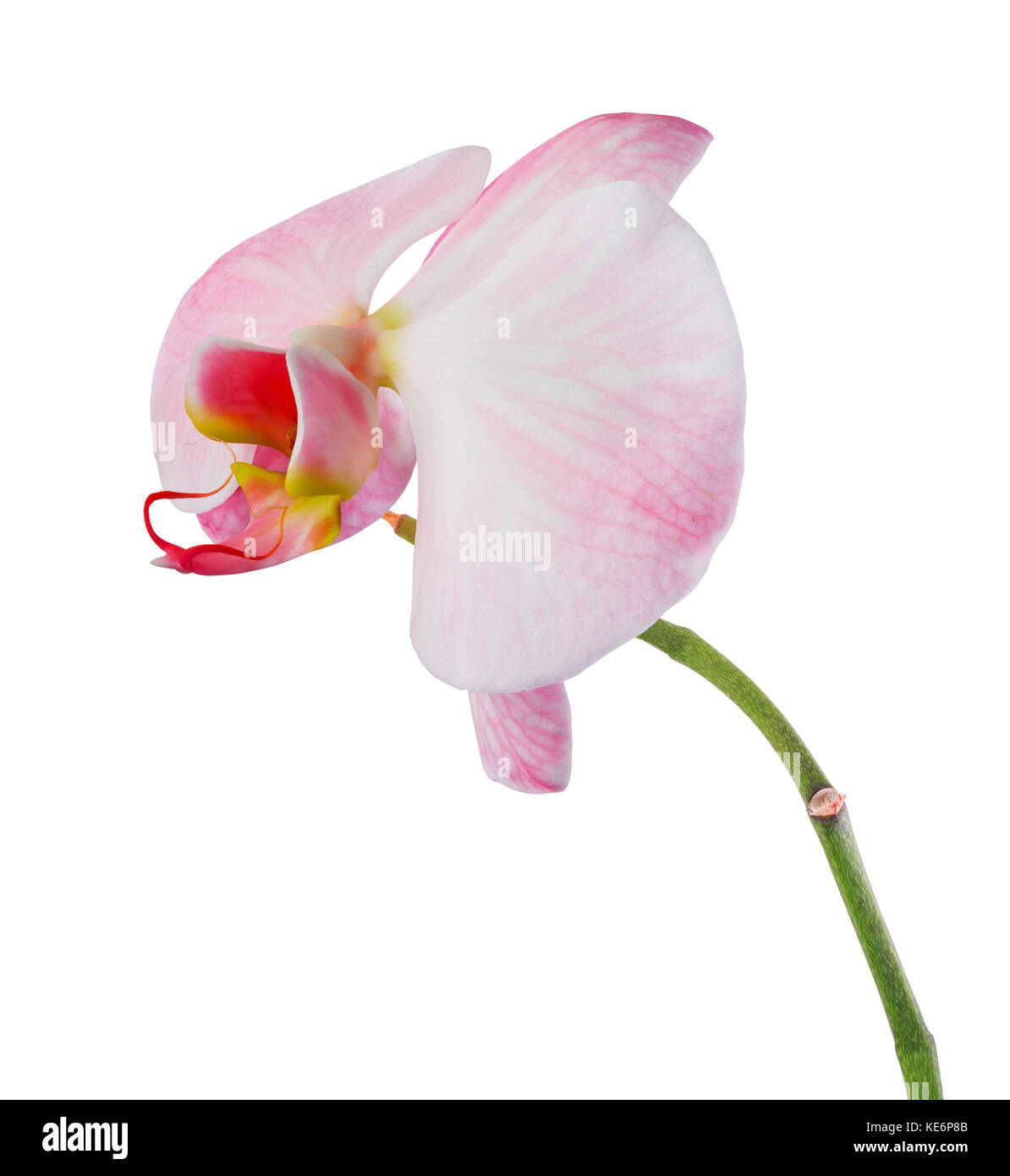 Rosa Orchidee mit Streifen auf weißem Hintergrund Stockfoto