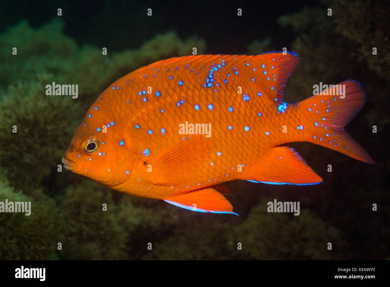 Juvenile garibaldi Fisch, hypsypops rubicundus, Catalina Island, Kalifornien, USA Stockfoto