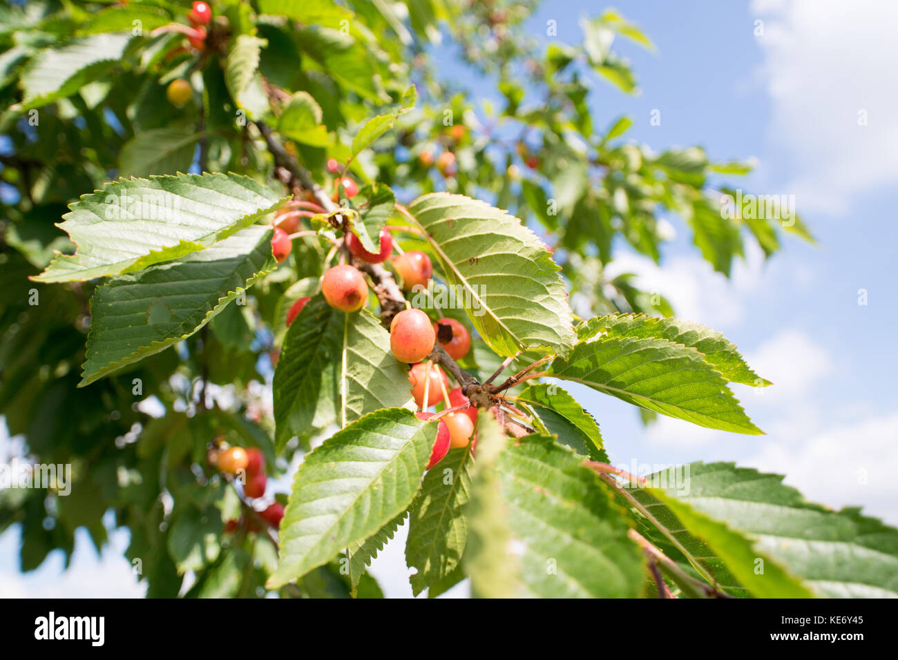 Red cherry tree Stockfoto