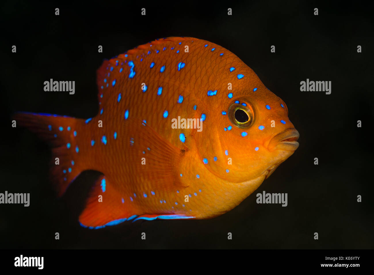 Juvenile garibaldi Fisch, hypsypops rubicundus, Catalina Island, Kalifornien, USA Stockfoto