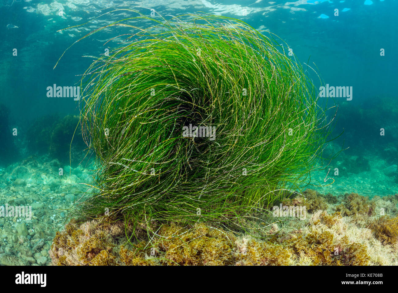 Phyllospadix surfgrass, sp., Catalina Island, Kalifornien, USA Stockfoto