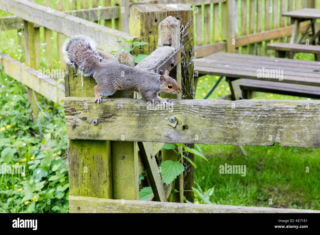 Ein graues Eichhörnchen klettert an einem Zaun am Fluss Kennet und der listige Mann pub Garten, Burghfield, in der Nähe von Reading, Berkshire, Großbritannien Stockfoto