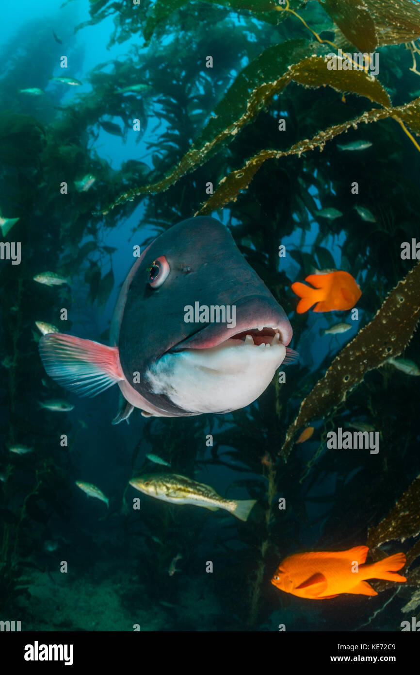 Kalifornien Sheephead, Semicossyphus pulcher, Catalina Island, Kalifornien, USA Stockfoto