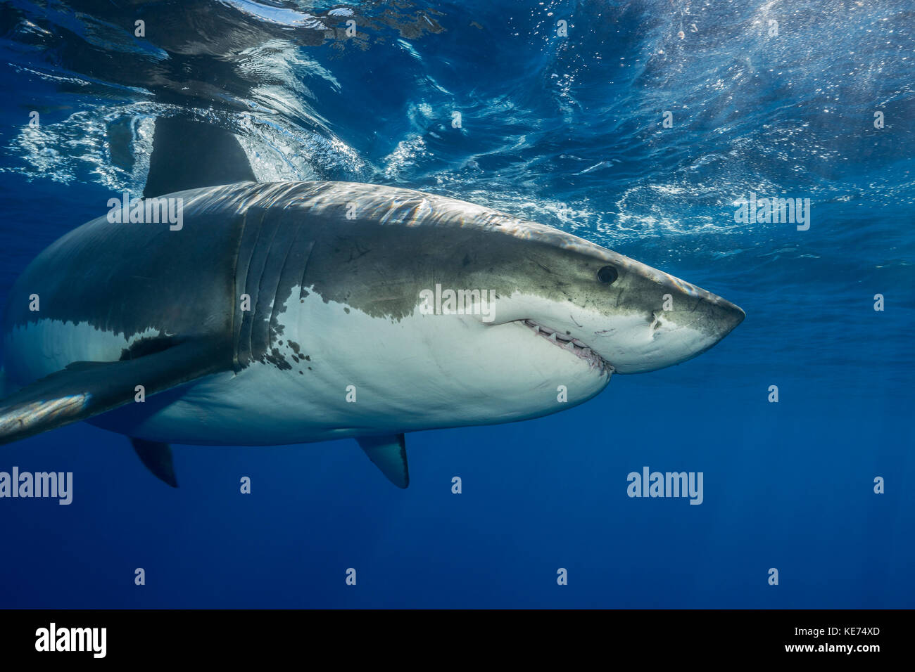 Great White Shark, carcharodon carcharias, Insel Guadalupe, Mexiko Stockfoto