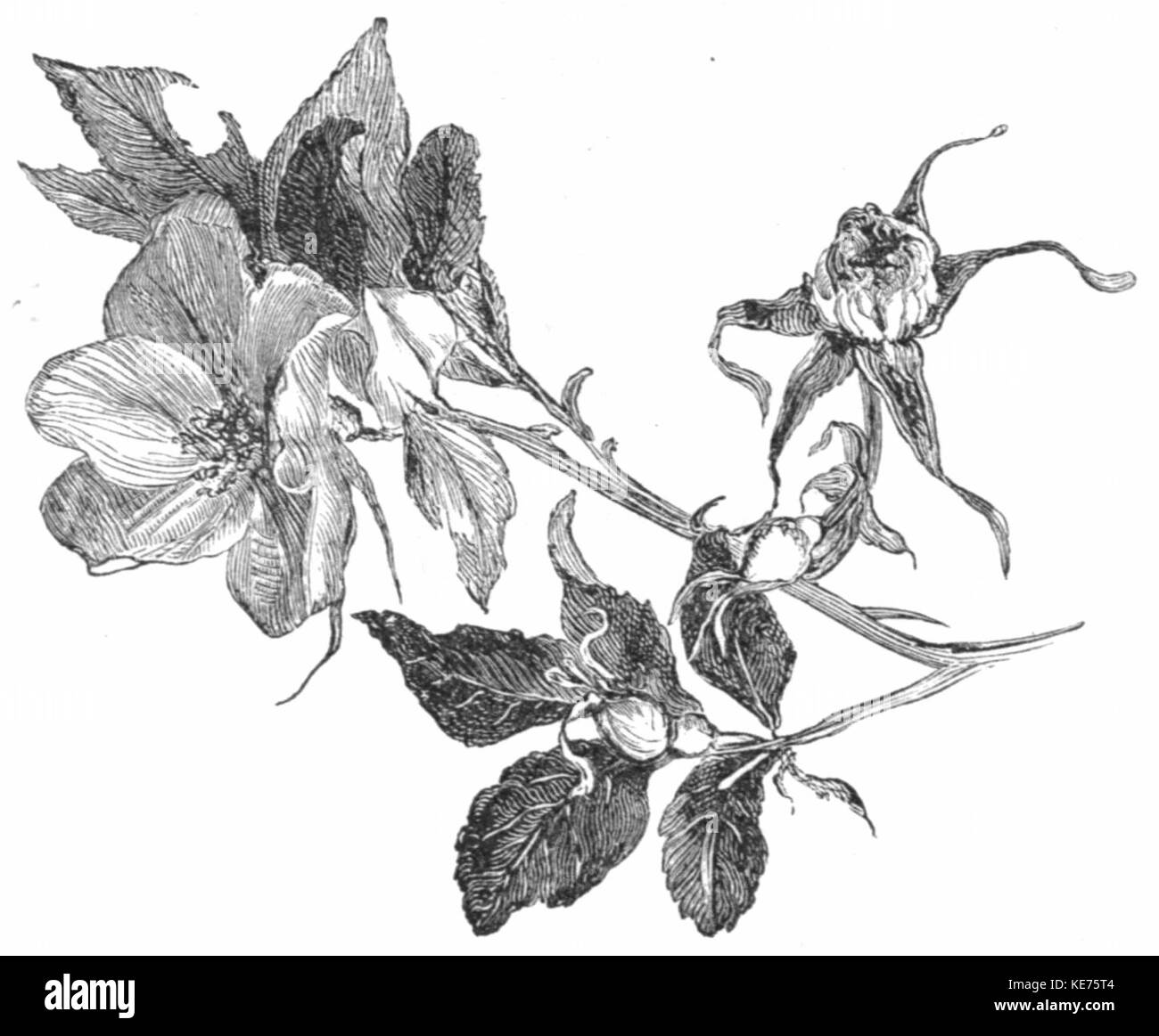 Die Gedichte von Richard Watson Gilder, 1908, Bild von DJVU-pg172 Stockfoto