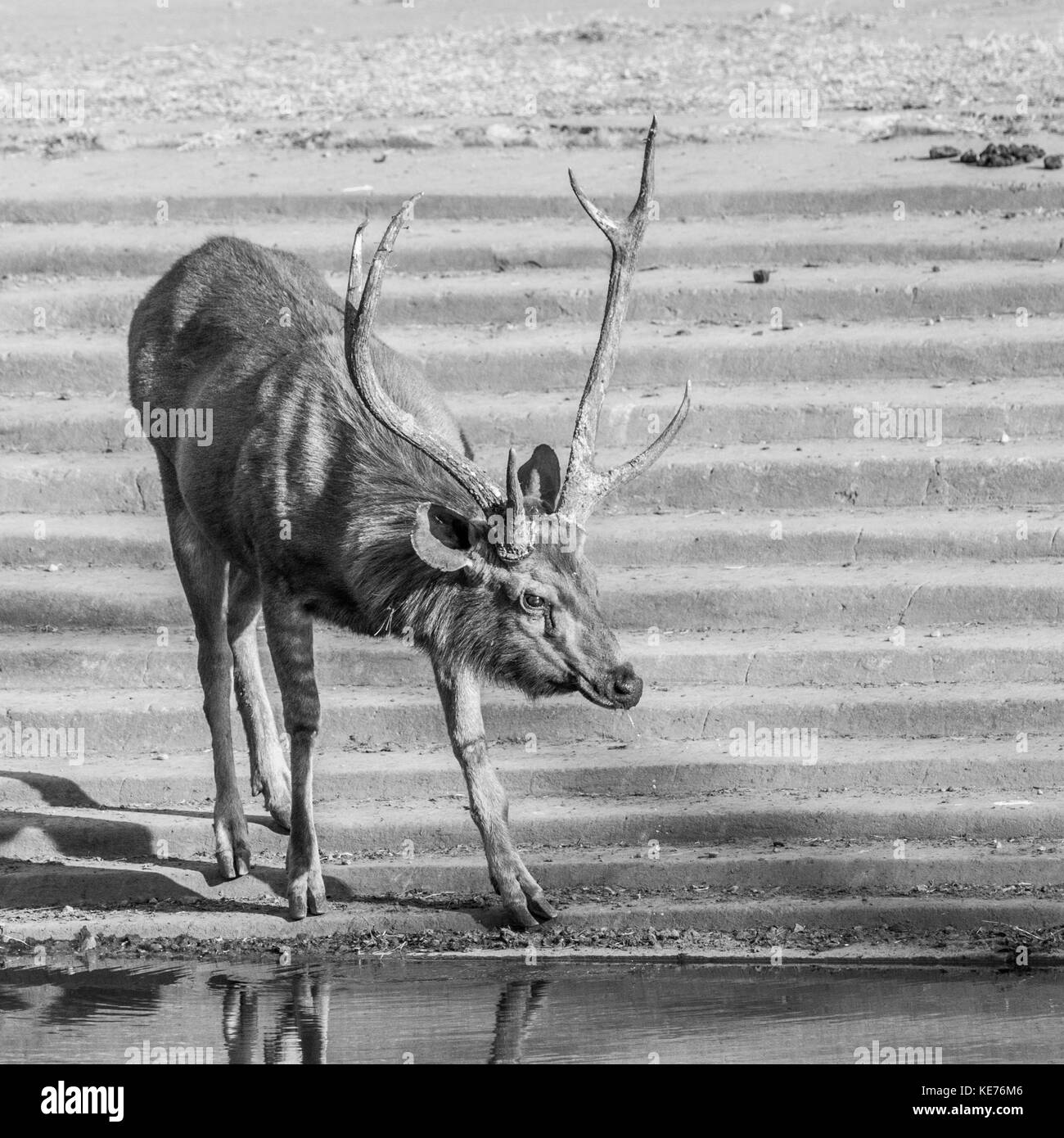 Die SAMBAR (Rusa unicolor) ist eine große Hirsche native auf den indischen Subkontinent. Der Name sambar ist auch manchmal verwendet, um die philippinische Rotwild zu beziehen, Stockfoto
