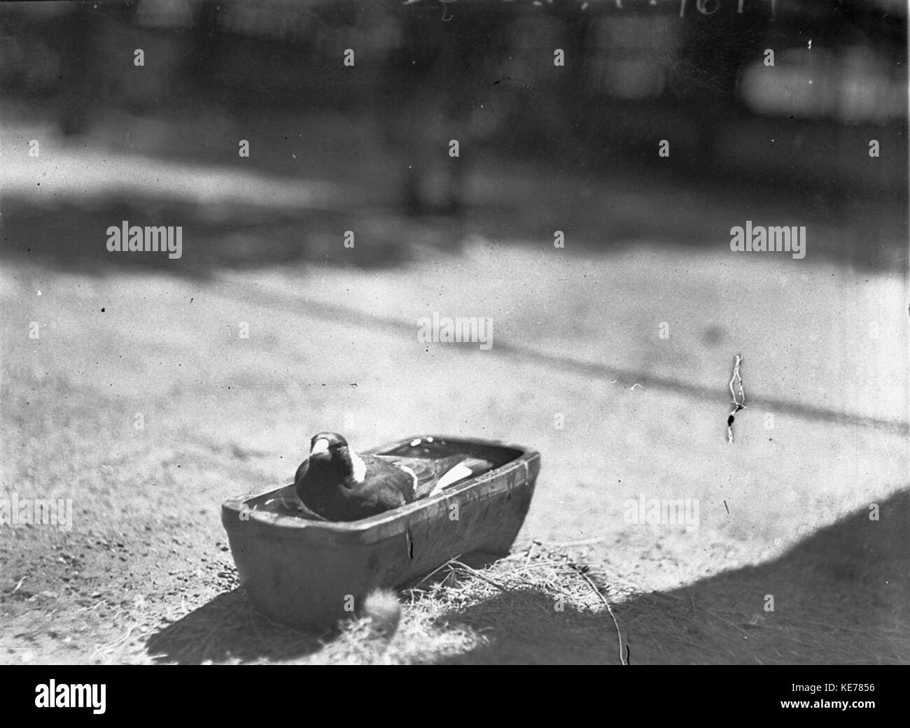 43684 Nahaufnahme einer Taube in einem kleinen Kasten Stockfoto