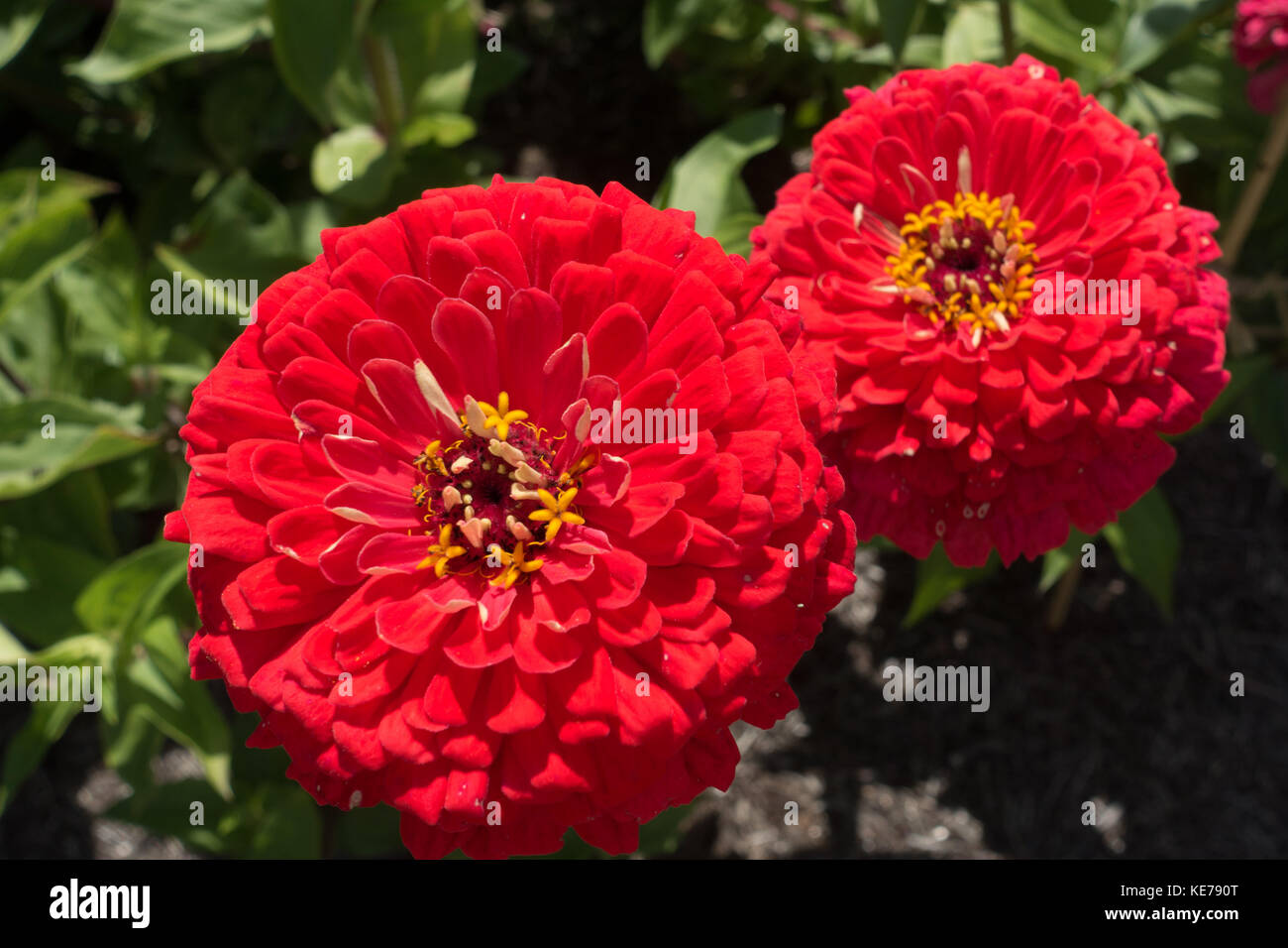 Zinnia elegans' benary Riese carmine Rose' ('Sbenary Riese Serie Stockfoto