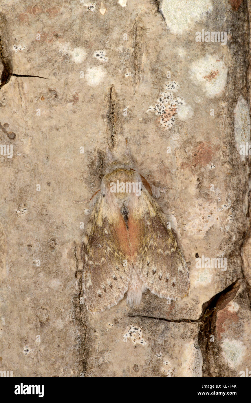 Lobster Moth (stauropus fagi) erwachsenen männlichen auf Baumstamm, Monmouth, Wales, kann Stockfoto