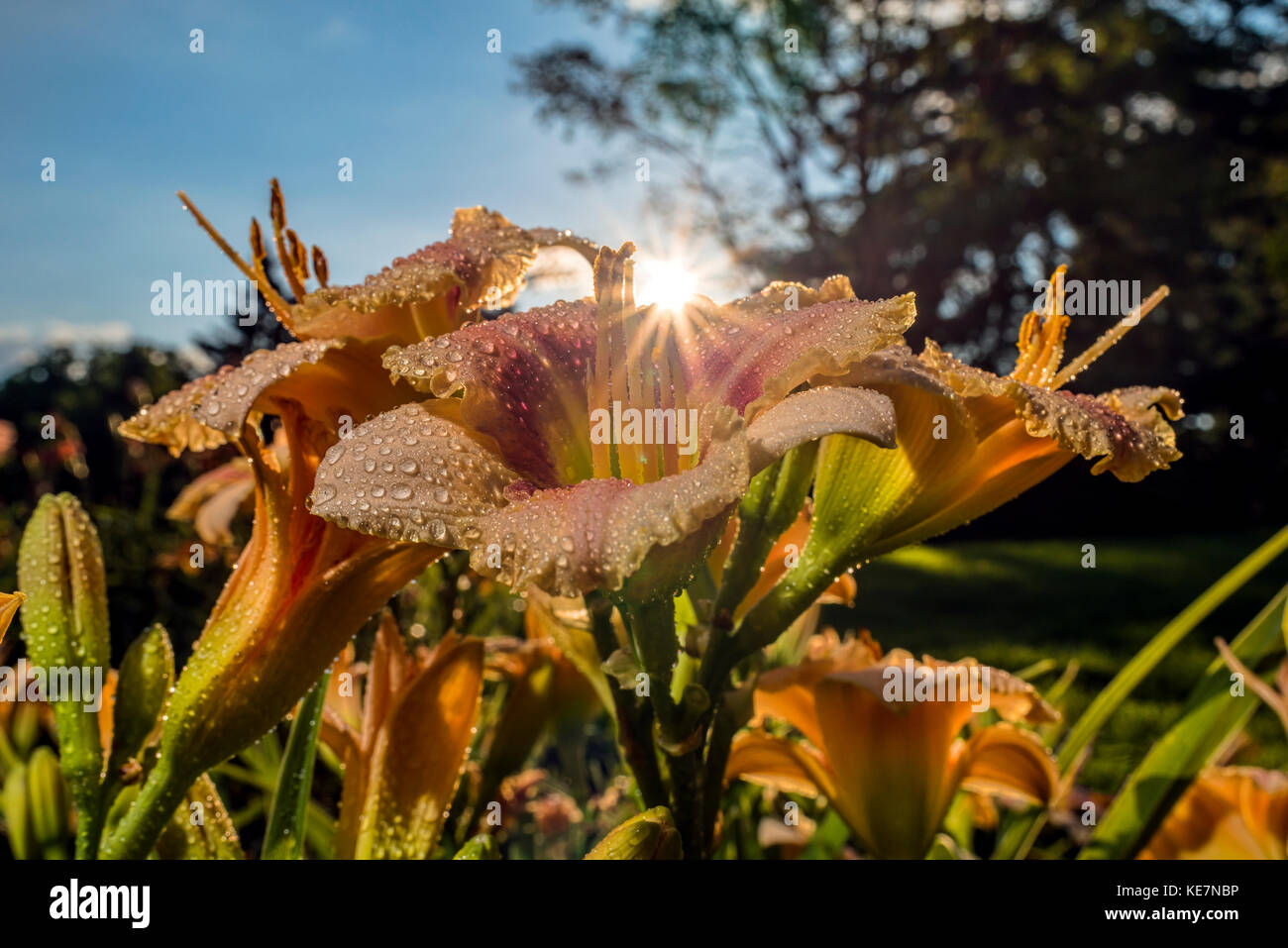 Sonne hinter Taglilien (Hemerocallis) iloam Cinderella 'Hemerocallidaceae Stockfoto