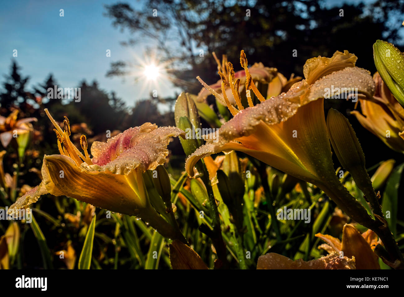 Sonne hinter Taglilien (Hemerocallis) 'Soft Antworten' Hemerocallidaceae; New York Botanical Garden; Bronx, New York, Vereinigte Staaten von Amerika Stockfoto