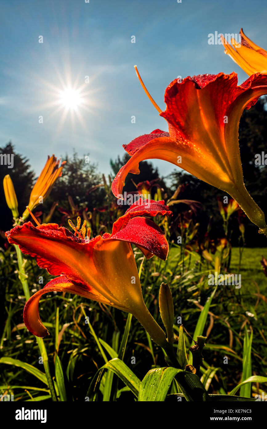 Sonne hinter Taglilien (Hemerocallis) "Johnny Barbour "hemerocallidaceae; New York Botanical Garden; Bronx, New York, Vereinigte Staaten von Amerika Stockfoto