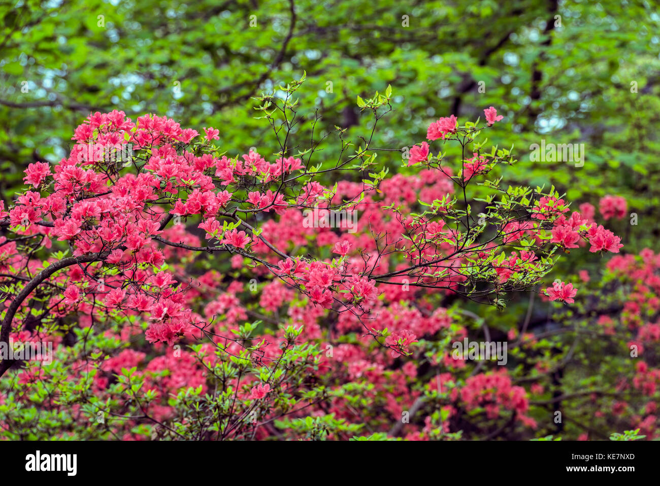 Azaleen und Rhododendron (Ericaceae), New York Botanical Garden; Bronx, New York, Vereinigte Staaten von Amerika Stockfoto