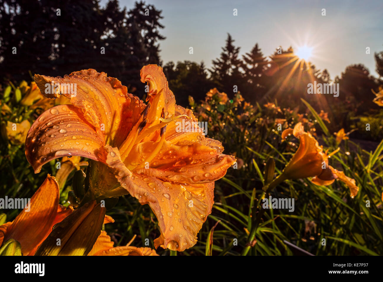 Sonne hinter Taglilien (Hemerocallis, 'Susan Payson Burke' Hemerocallidaceae, New York Botanical Garden Steigende Stockfoto